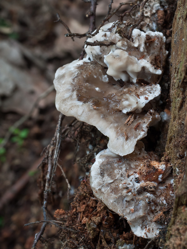 Oligoporus balsameus